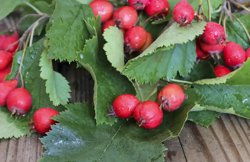 product-1-1 product-1-1