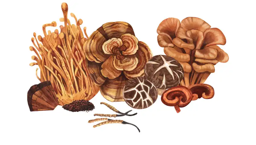 product-1-1 product-1-1